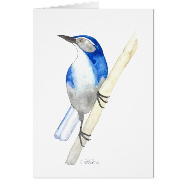 California Scrub Jay (Frente)