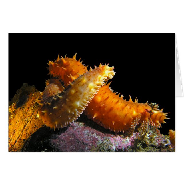 California Sea Cucumber Love - Tarjeta (Anverso (Horizontal))