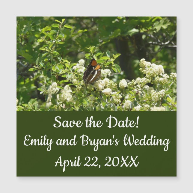 California Sister Butterfly in Yosemite (Anverso)