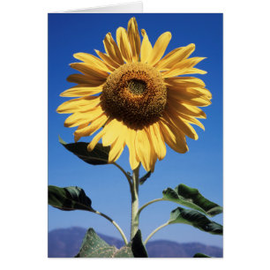 California, Un Girasol Gigante (Helianthus) 3