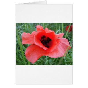 Cáliz rojo de flor de amapola