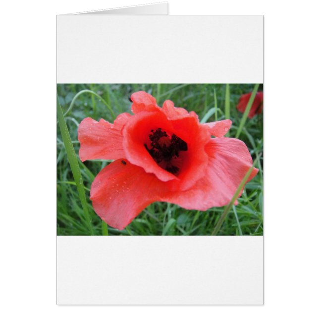 Cáliz rojo de flor de amapola (Frente)