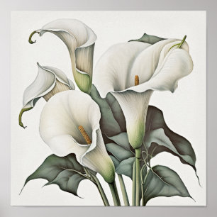 Calla blanca Lilies Lily Flor Poster de impresión