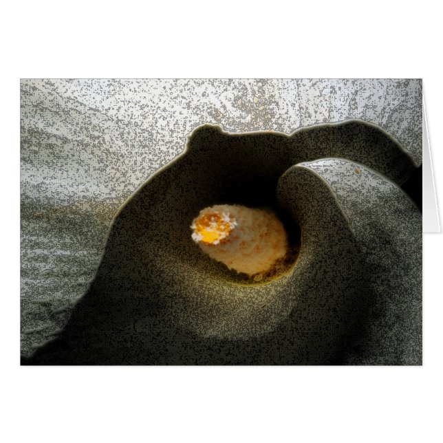 Calla Closeup (Anverso (Horizontal))