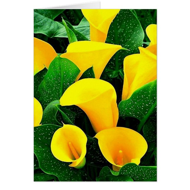 Calla Lilies Amarilla (Frente)