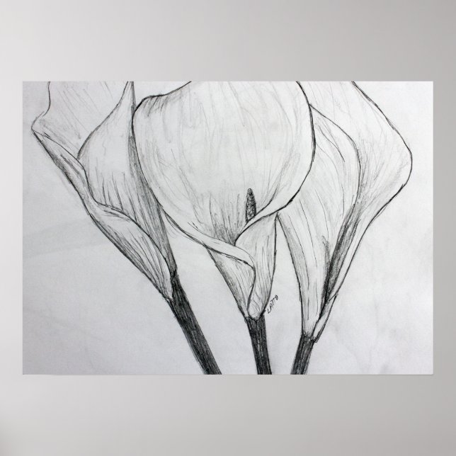 Calla Lilies Dibujo Dibujo Arte Imprimir (Frente)