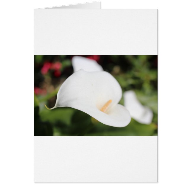 Calla Lilly Romance (Frente)