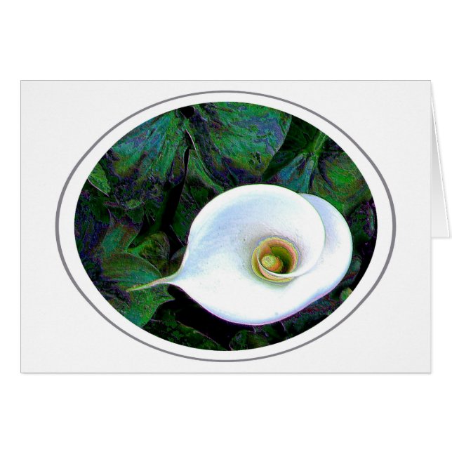 Calla Lily (Anverso (Horizontal))