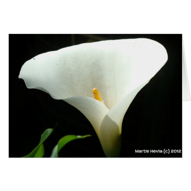 Calla Lily (Anverso (Horizontal))
