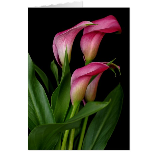 Calla Lily (Frente)