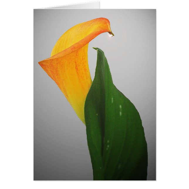Calla Lily (Frente)