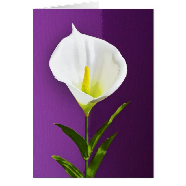 Calla Lily (Frente)