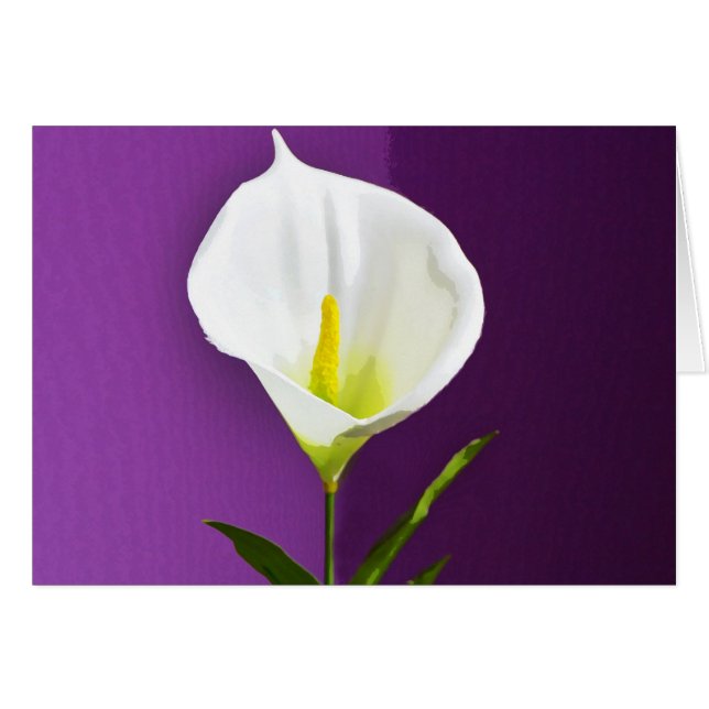 Calla Lily (Anverso (Horizontal))