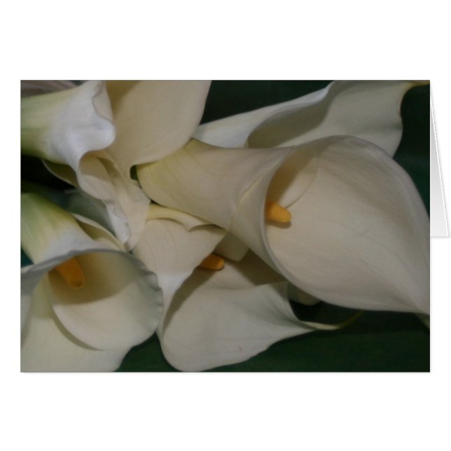 Calla Lily (Anverso (Horizontal))