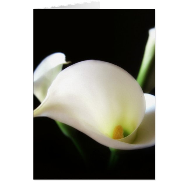 Calla Lily 7 (Frente)