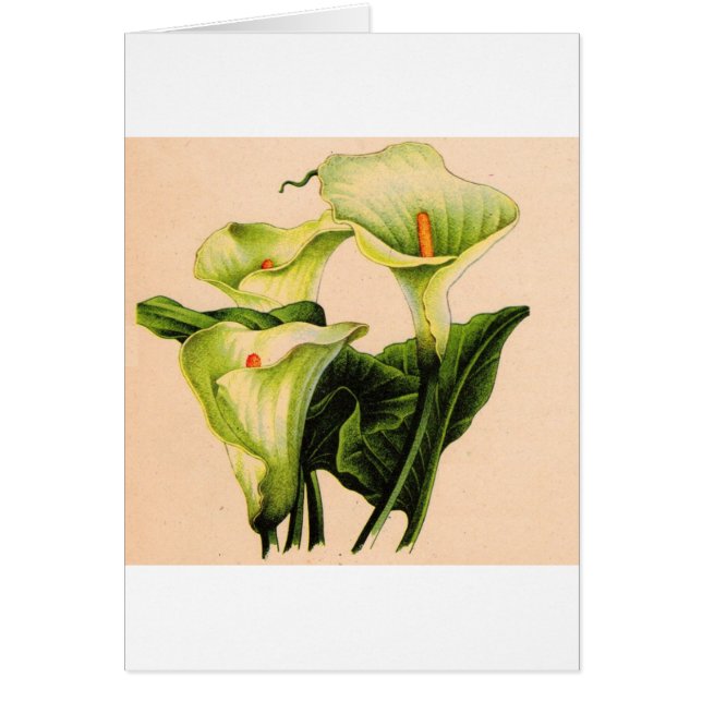 calla lily calla lilies (Frente)