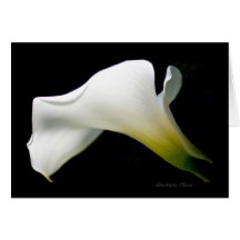 Calla Lily—con gracia y estilo*: