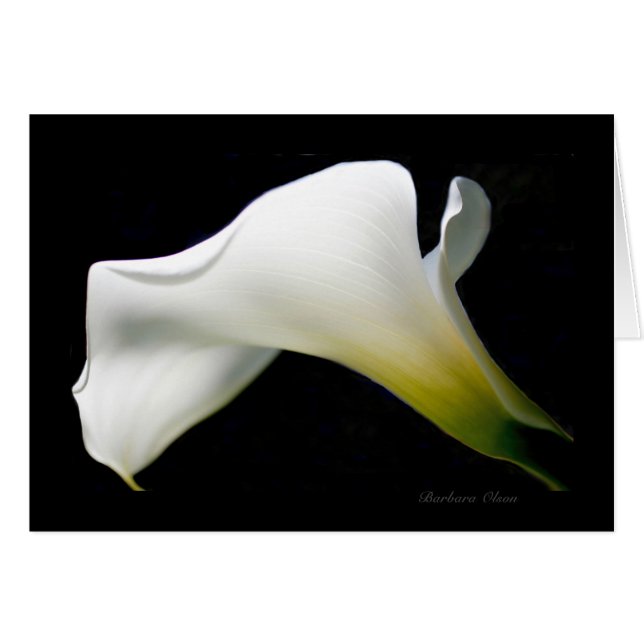 Calla Lily—con gracia y estilo*: (Anverso (Horizontal))