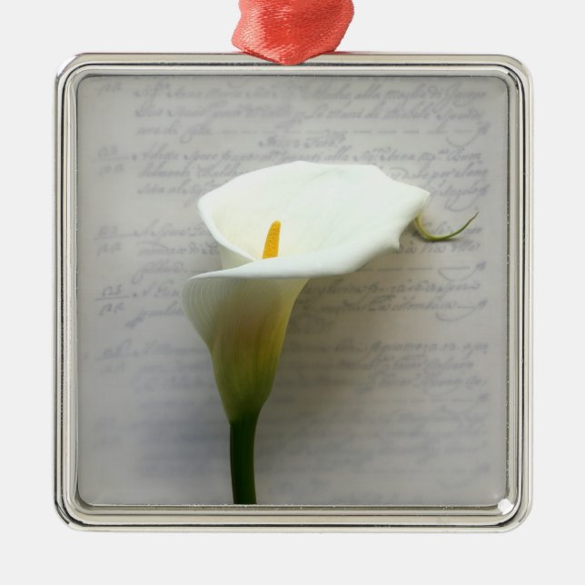 calla lily en ornamento premium de escritura a man (Frente)