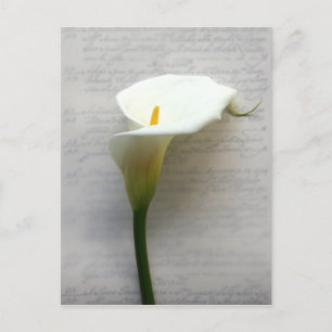 calla lily en una antigua postal de escritura a ma