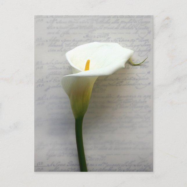 calla lily en una antigua postal de escritura a ma (Anverso)