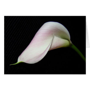 Calla Lily Flower Card