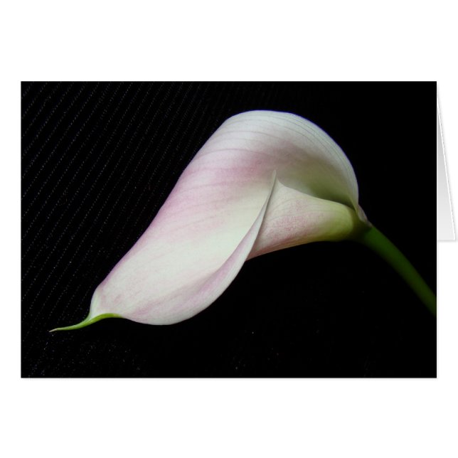 Calla Lily Flower Card (Anverso (Horizontal))