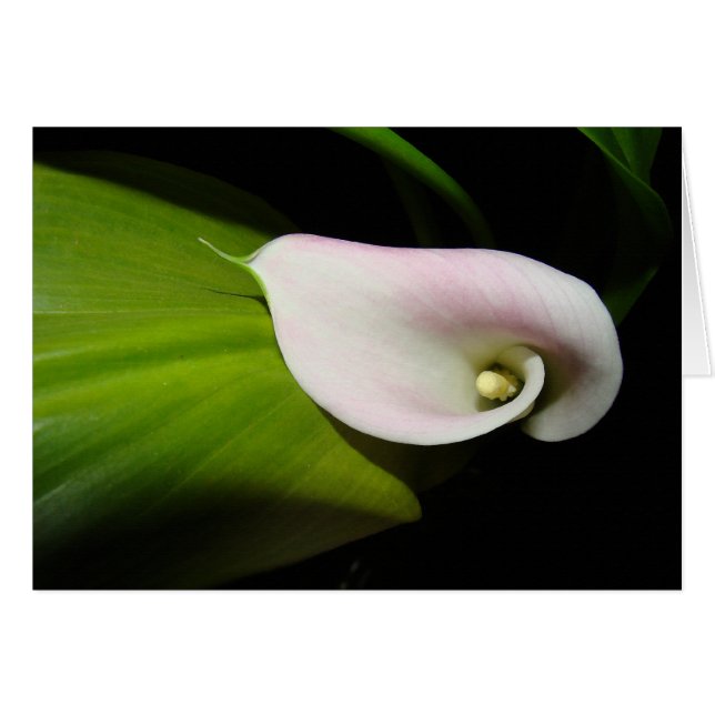 Calla Lily Flower Card (Anverso (Horizontal))