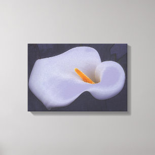 Calla Lily Ilustracion Canvas Wall Decoración