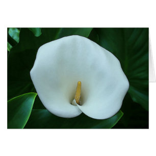 Calla Lily - Tarjeta de arte de 5" x 7"