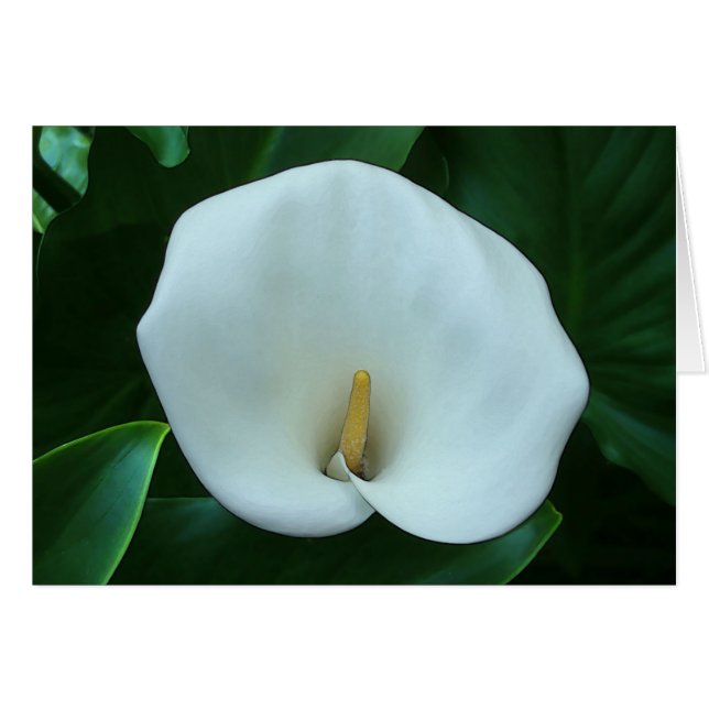 Calla Lily - Tarjeta de arte de 5" x 7" (Anverso (Horizontal))