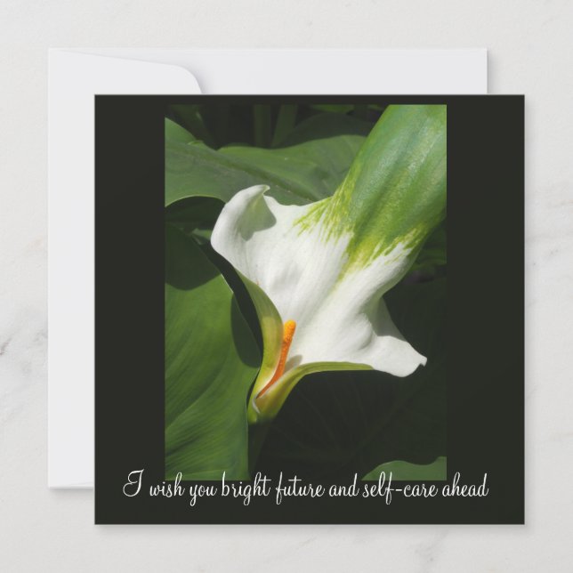 Calla Lily, Zantedeschia (Anverso)