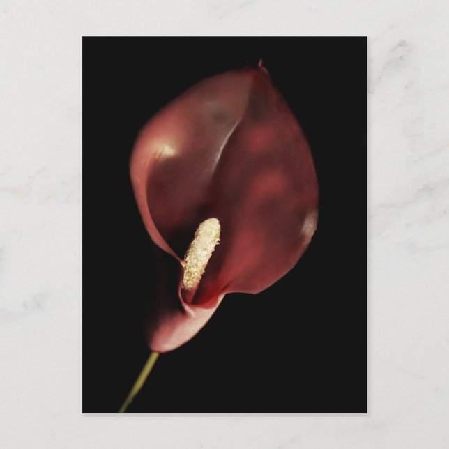 Calla roja - postal (Anverso)