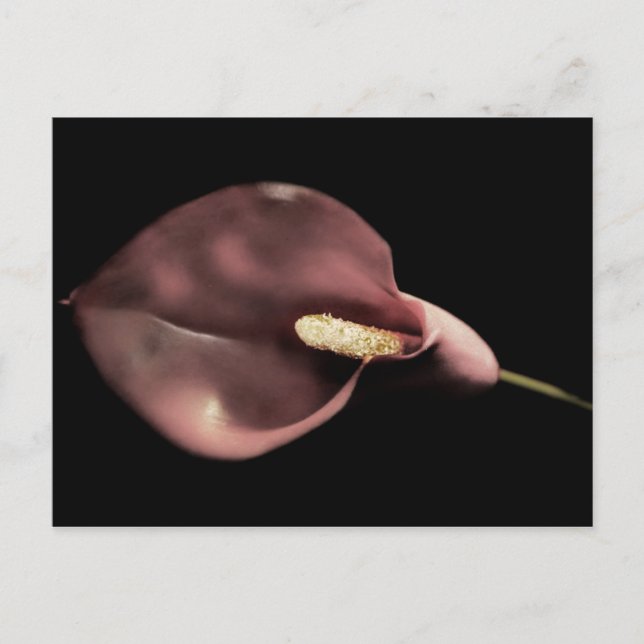 Calla rosa - postal (Anverso)