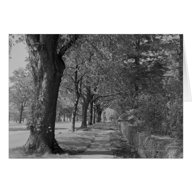 Calle atestada con acera (Anverso (Horizontal))