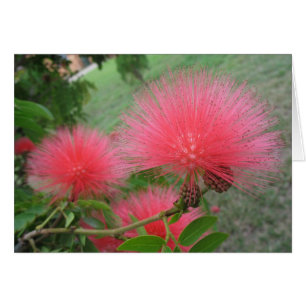 Calliandra roja