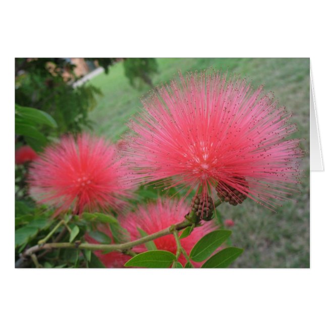 Calliandra roja (Anverso (Horizontal))