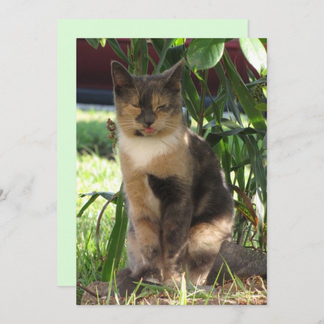 Callie Muffin, la tarjeta plana de gato rota (Anverso / Reverso)