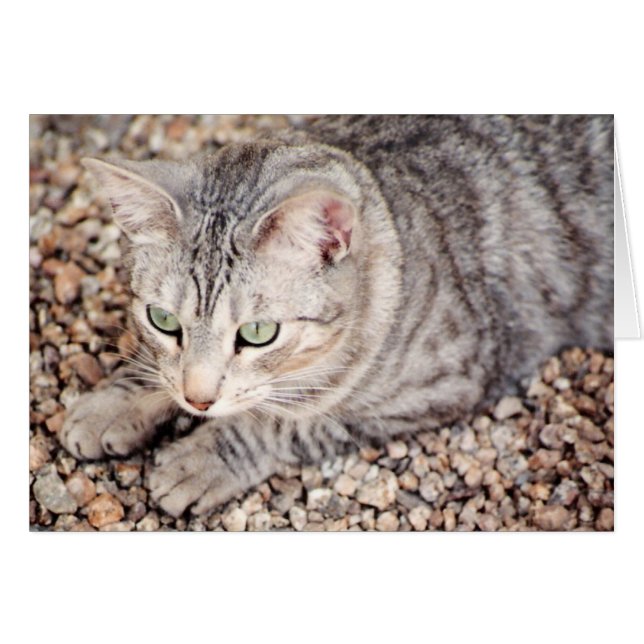Callisto, rescate de plata del tabby (Anverso (Horizontal))