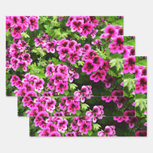 Calor de flores de geranio rosado caliente, hojas 