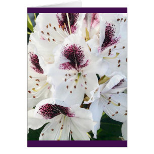 Calsap Rhododendros