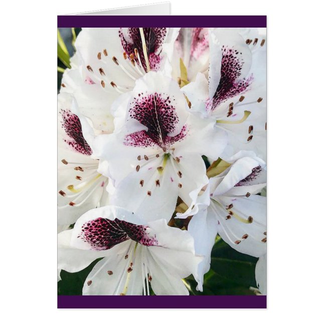 Calsap Rhododendros (Frente)