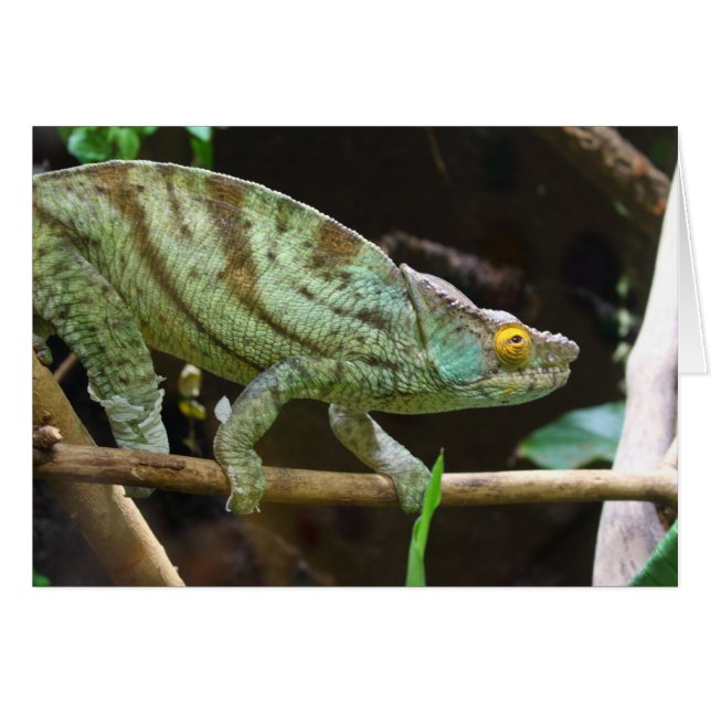 Calumma Parsonii (Anverso (Horizontal))