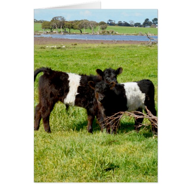 Calvas de bebé galloway cortadas, (Frente)