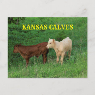 Calvas de Kansas en una tarjeta postal de pasteles