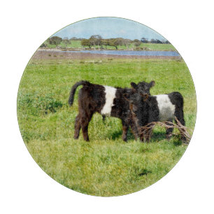 Calvas Galloway con cinturón para bebés, tabla de 