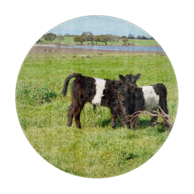 Calvas Galloway con cinturón para bebés, tabla de  (Anverso)