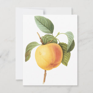 Calville Apple de Pierre Redoute Invitation