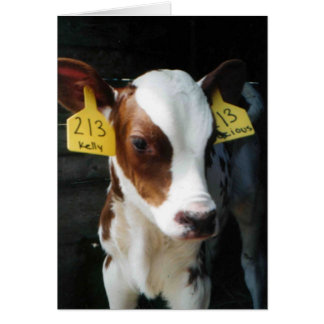 Calvo lechero cría cría cría cría de vacas lactant