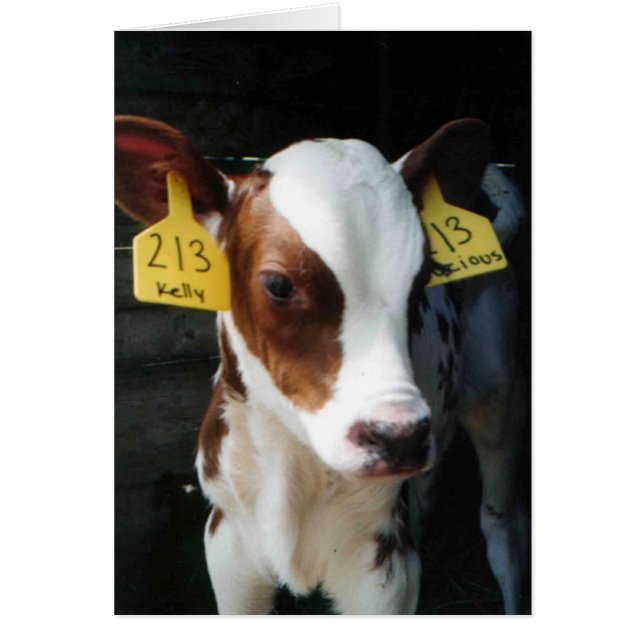 Calvo lechero cría cría cría cría de vacas lactant (Frente)